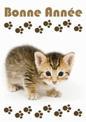 Petit chaton pour une ann&eacute;e 2026 p&eacute;tillante